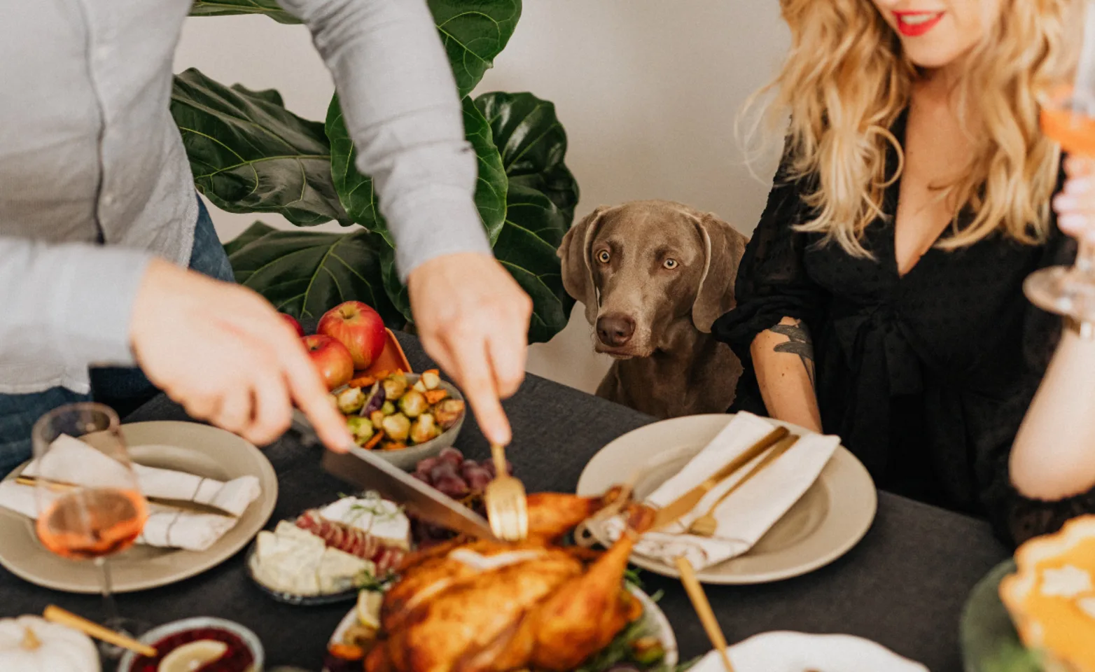 Dog Watching Owner Cut Turkey Dog Watching Owner Cut Turkey