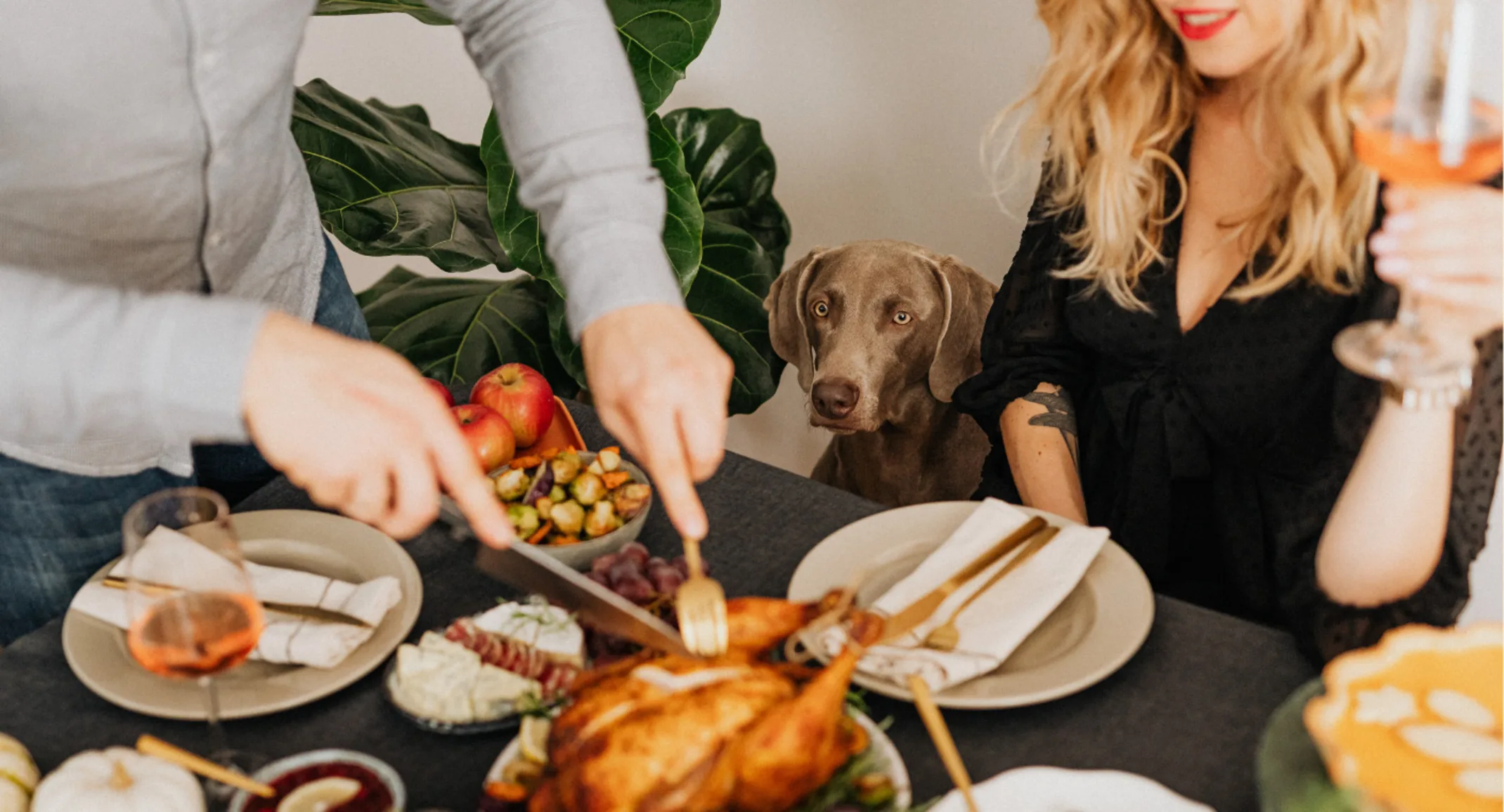 Dog Watching Owner Cut Turkey Dog Watching Owner Cut Turkey