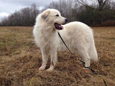 White dog standing in field