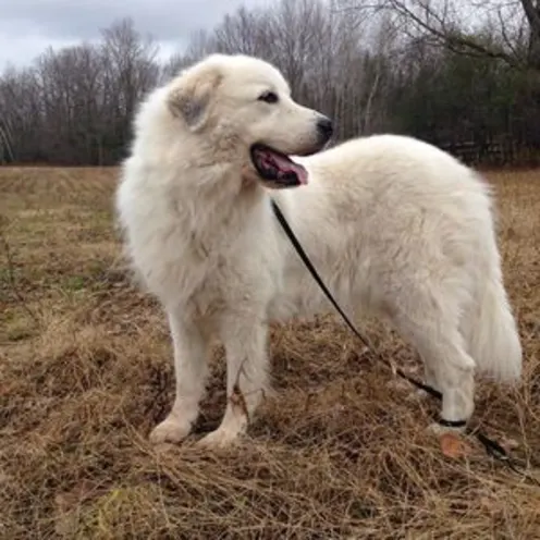 White dog standing in field