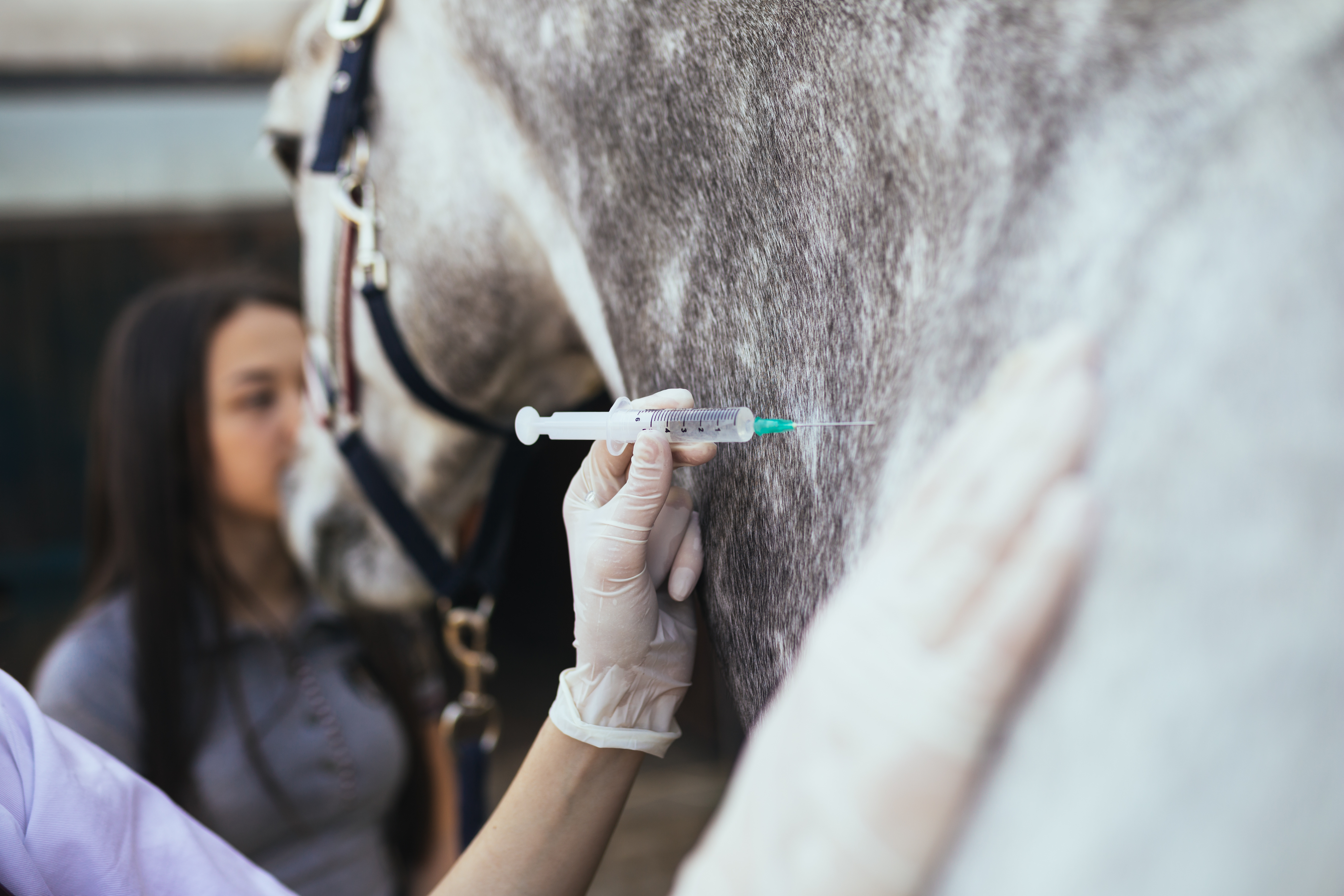 Horse receiving vaccination