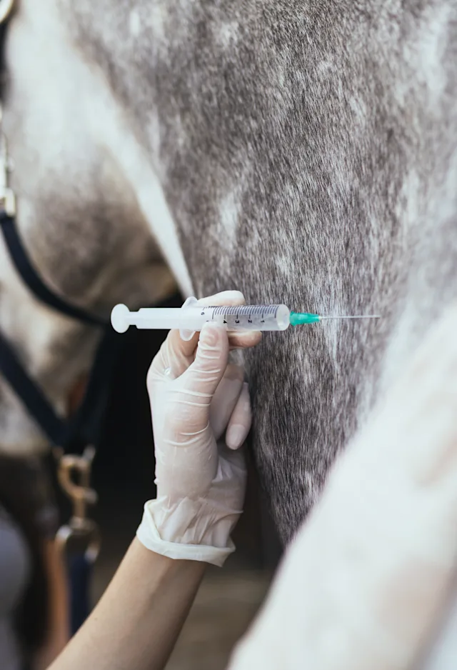 Horse receiving vaccination Horse receiving vaccination