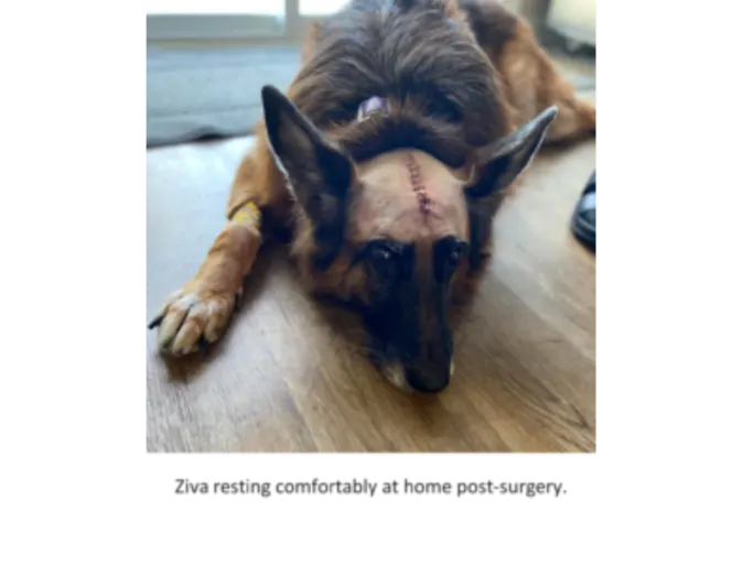A brown dog laying on the floor with stitches in her head A brown dog laying on the floor with stitches in her head