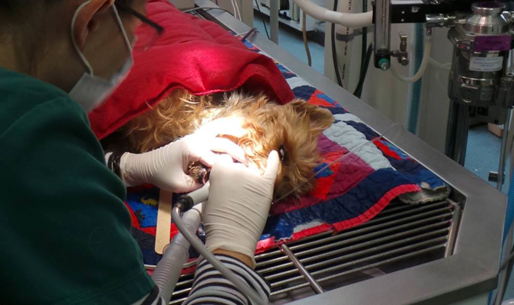 Dog receiving dental cleaning treatment at Merrimack Veterinary Hospital