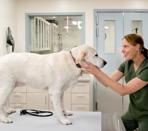 Vet examining a dog Vet examining a dog