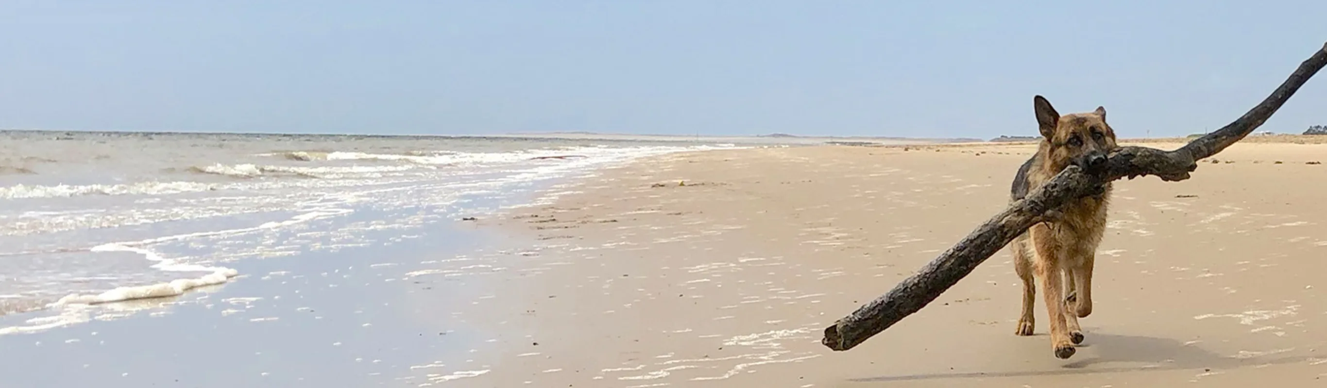 A dog walking on a beach and carrying a large branch in their motuh