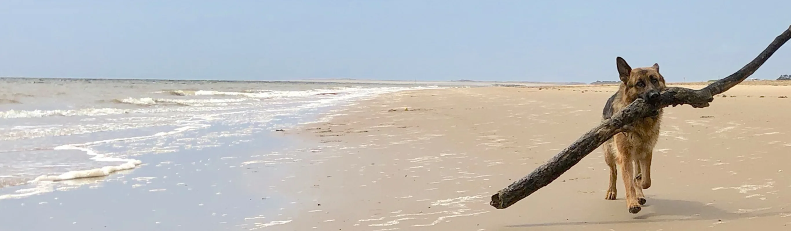 A dog walking on a beach and carrying a large branch in their motuh A dog walking on a beach and carrying a large branch in their motuh
