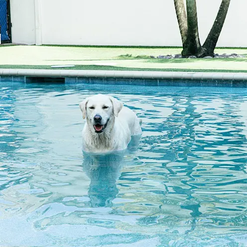 Dog in the pool Dog in the pool