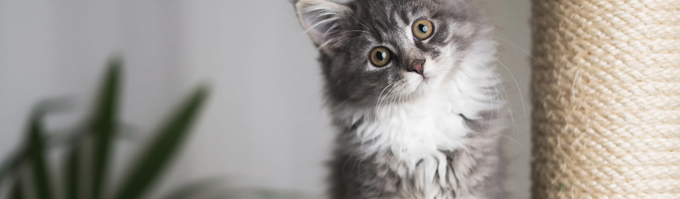 a cat with their head tilted to the side looking at the camera a cat with their head tilted to the side looking at the camera