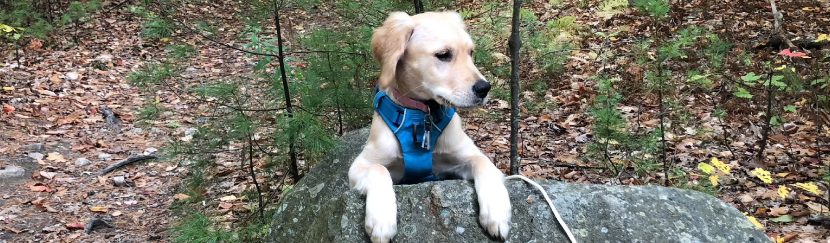 Dog on Rock outside with collar on