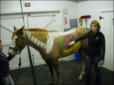 Veterinarian pointing at horse with bones and organ placement painted on side