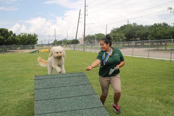Staff member with dog on obstacle course.