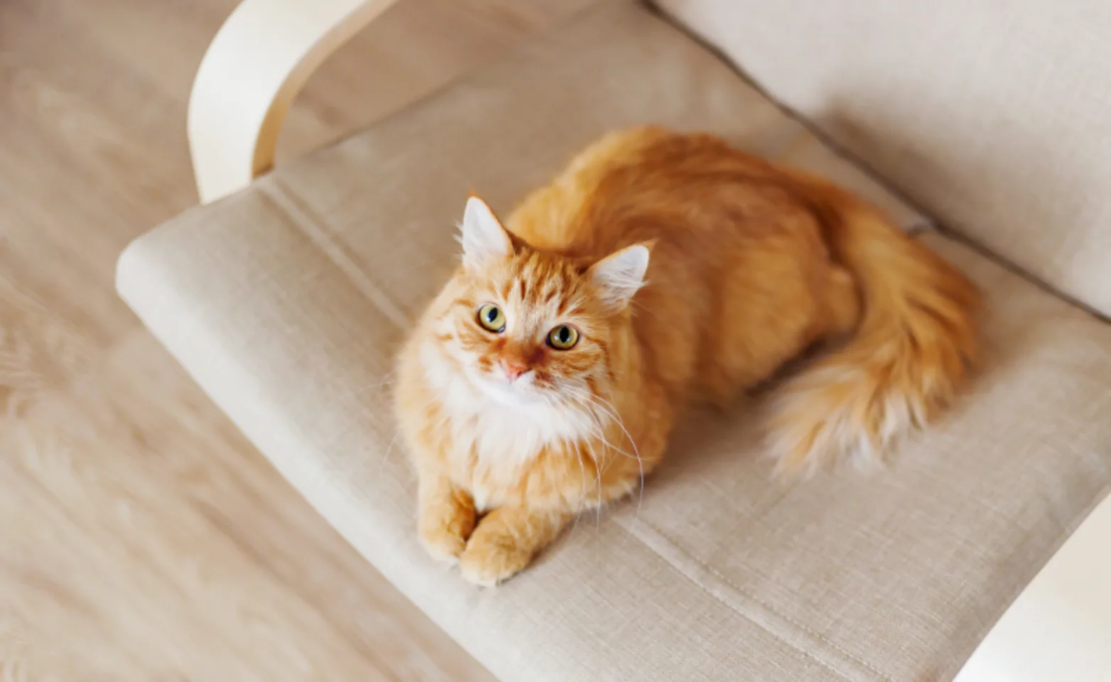 Orange Cat Laying on Couch Looking Up at Camera Orange Cat Laying on Couch Looking Up at Camera