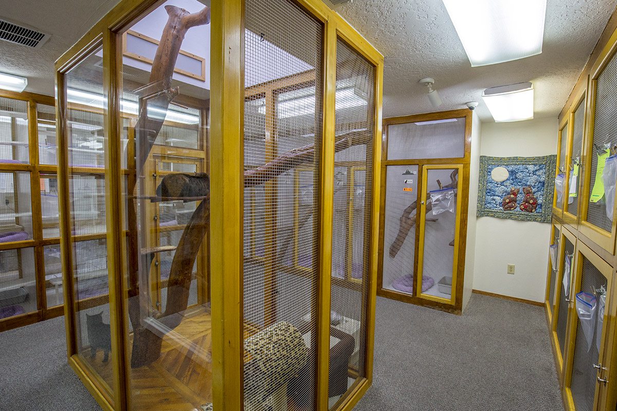 Cat boarding area