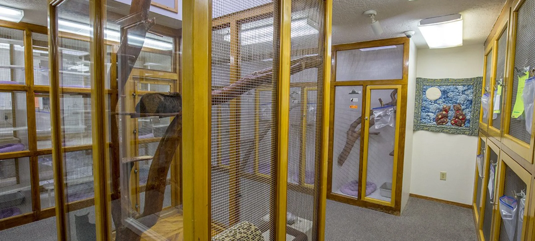 Cat boarding area Cat boarding area