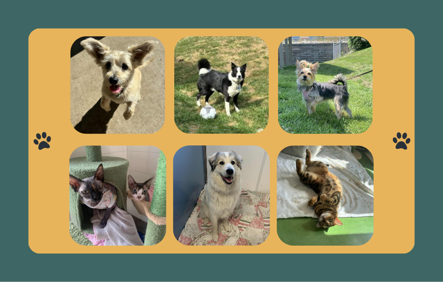 Pet Boarding Collage