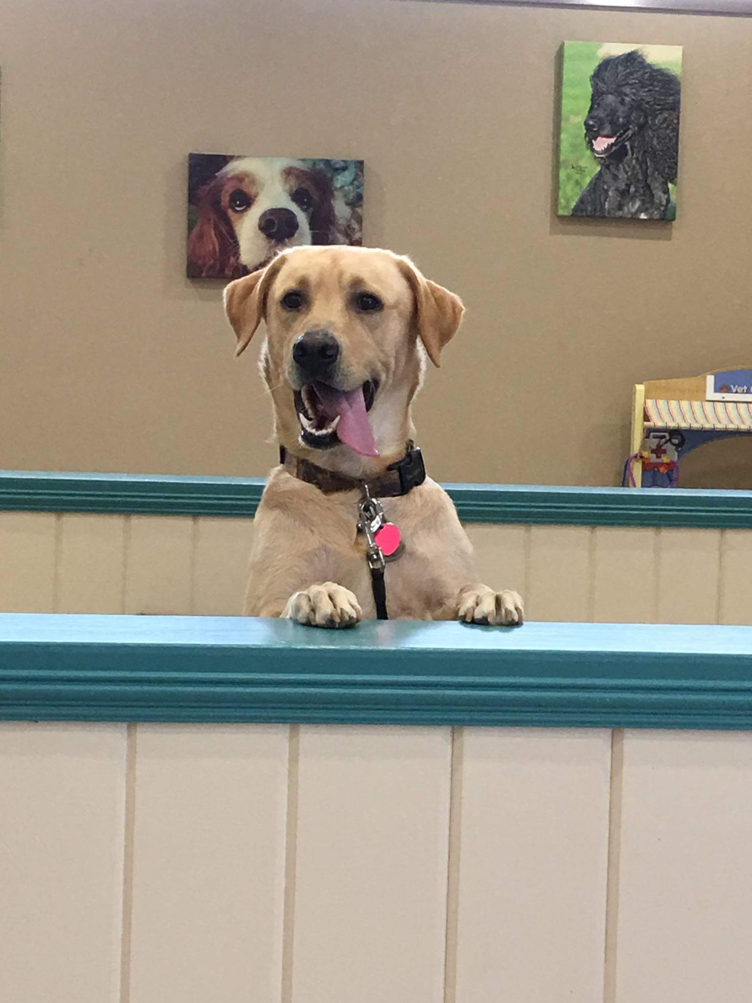 lab peaking over ledge