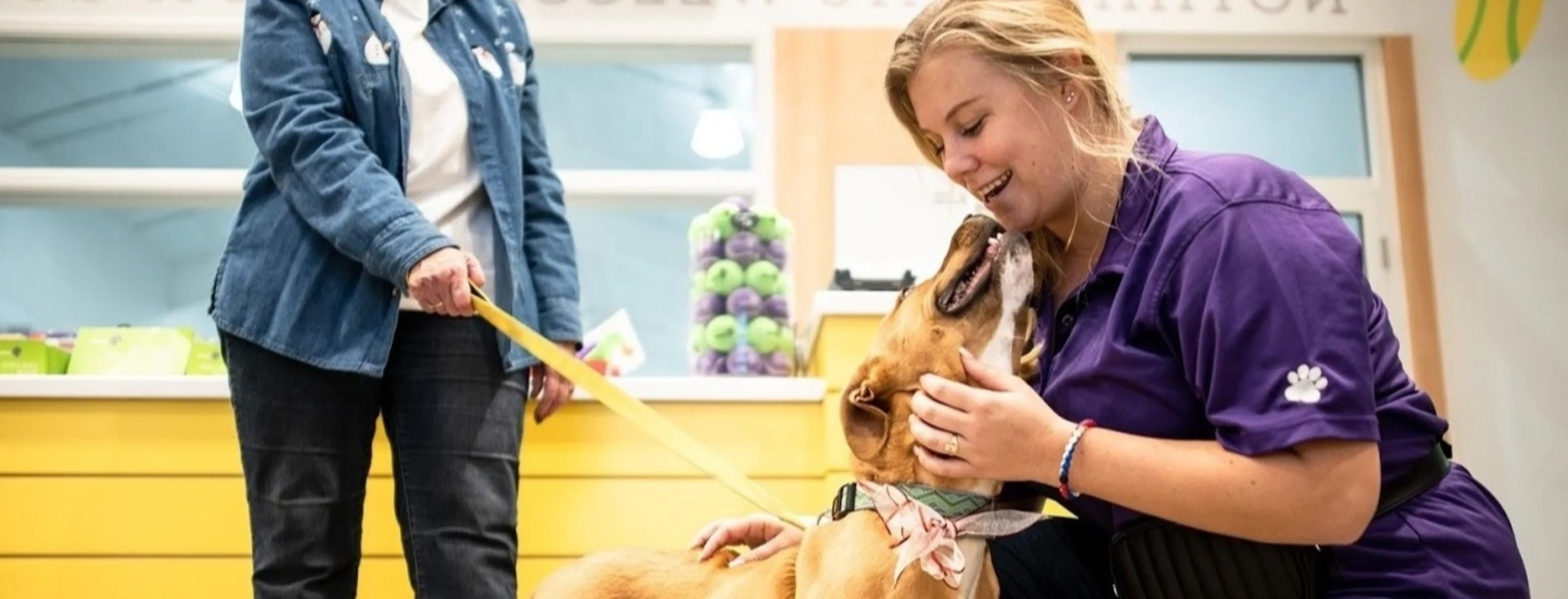 Dog and Petsuites staff playing Dog and Petsuites staff playing