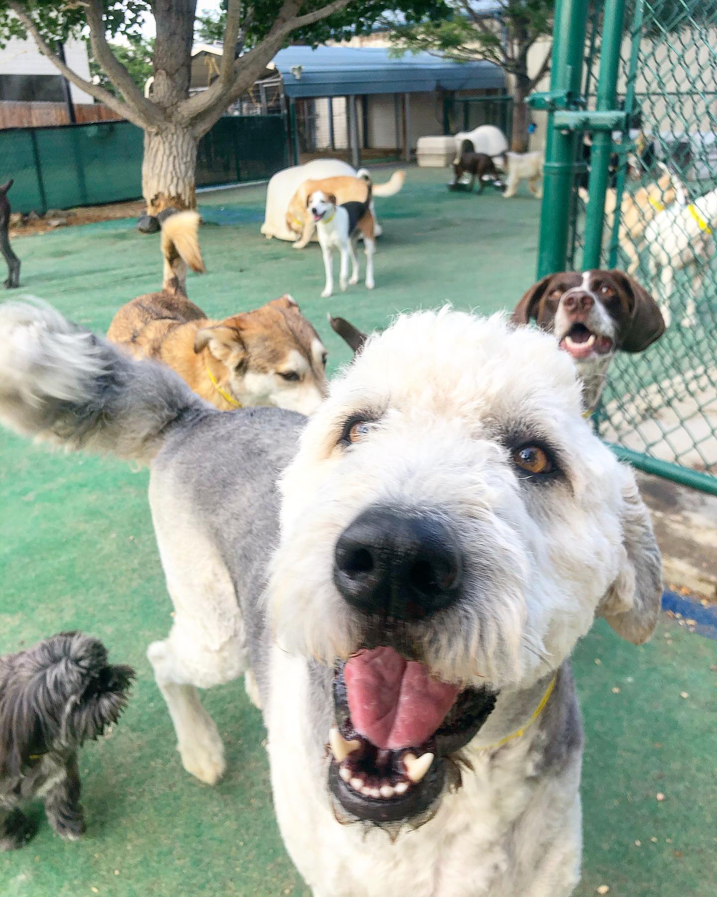 Happy dog getting close to the camera.