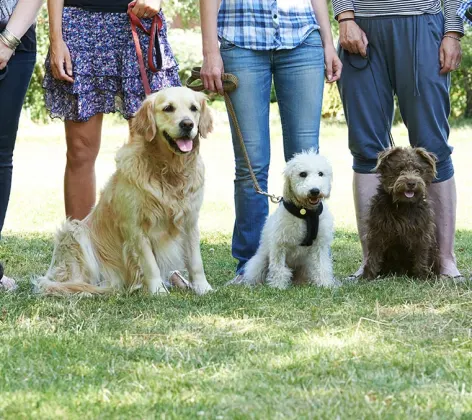 Dogs sitting in a line with their owners holding their leashes 