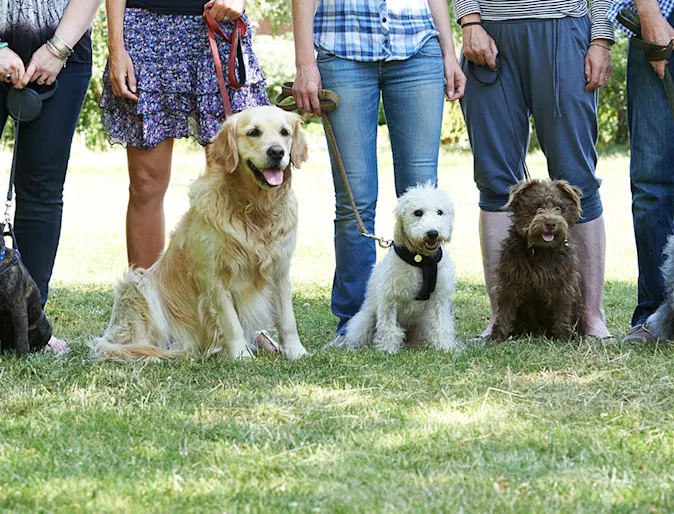 Dogs sitting in a line with their owners holding their leashes Dogs sitting in a line with their owners holding their leashes