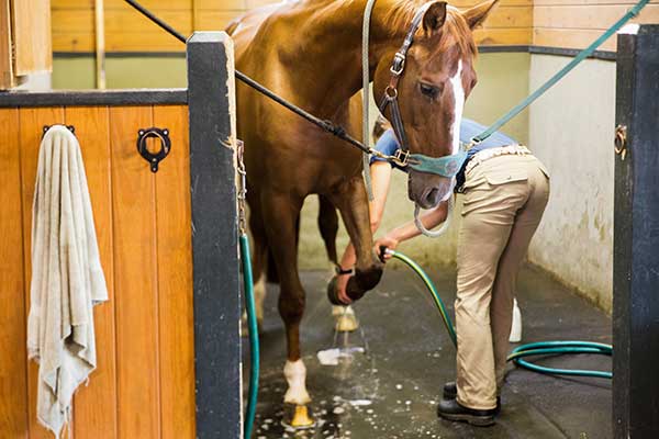 Horse being treated by Vet