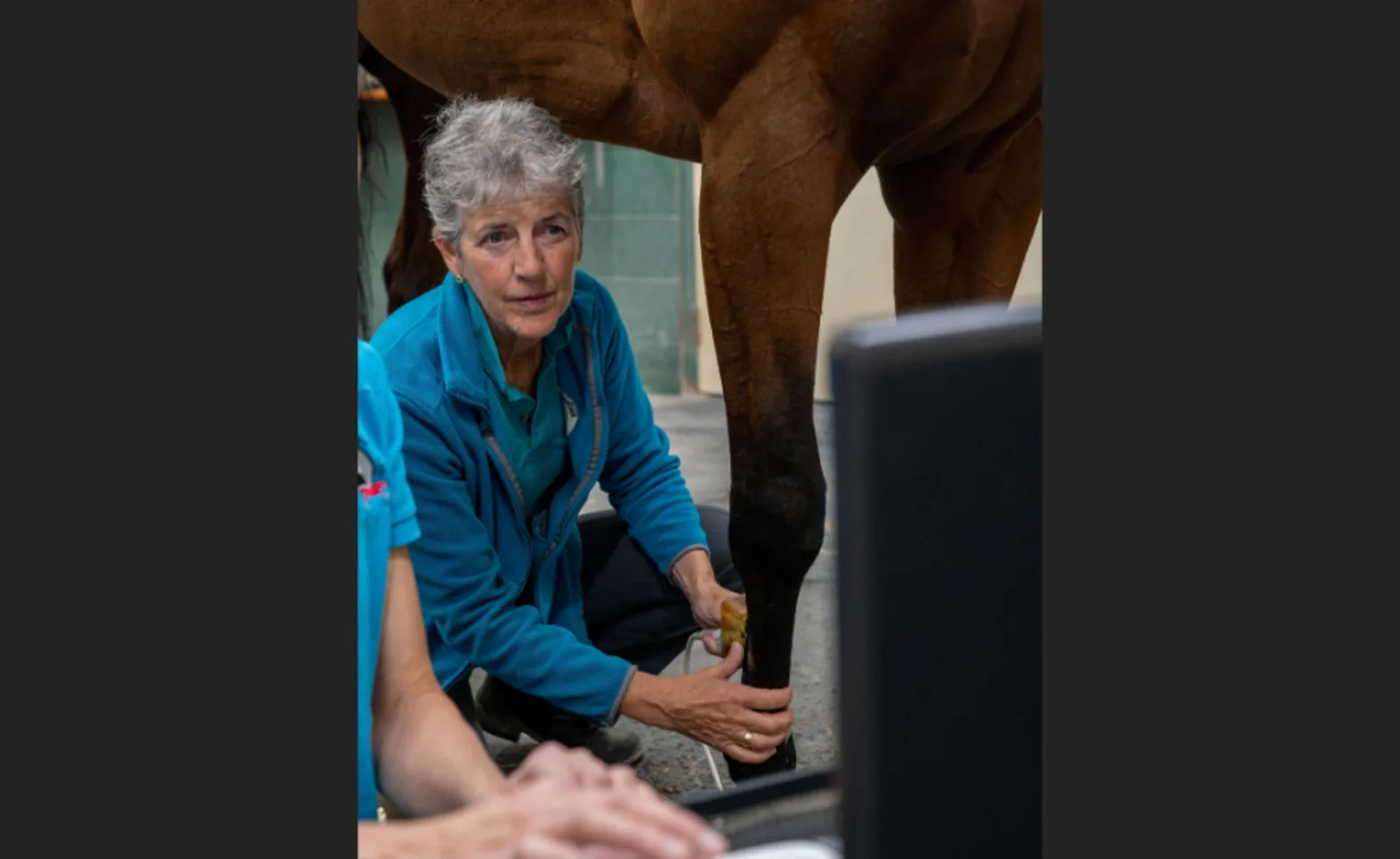 Veterinarian Examining a Horse's Foot Veterinarian Examining a Horse's Foot