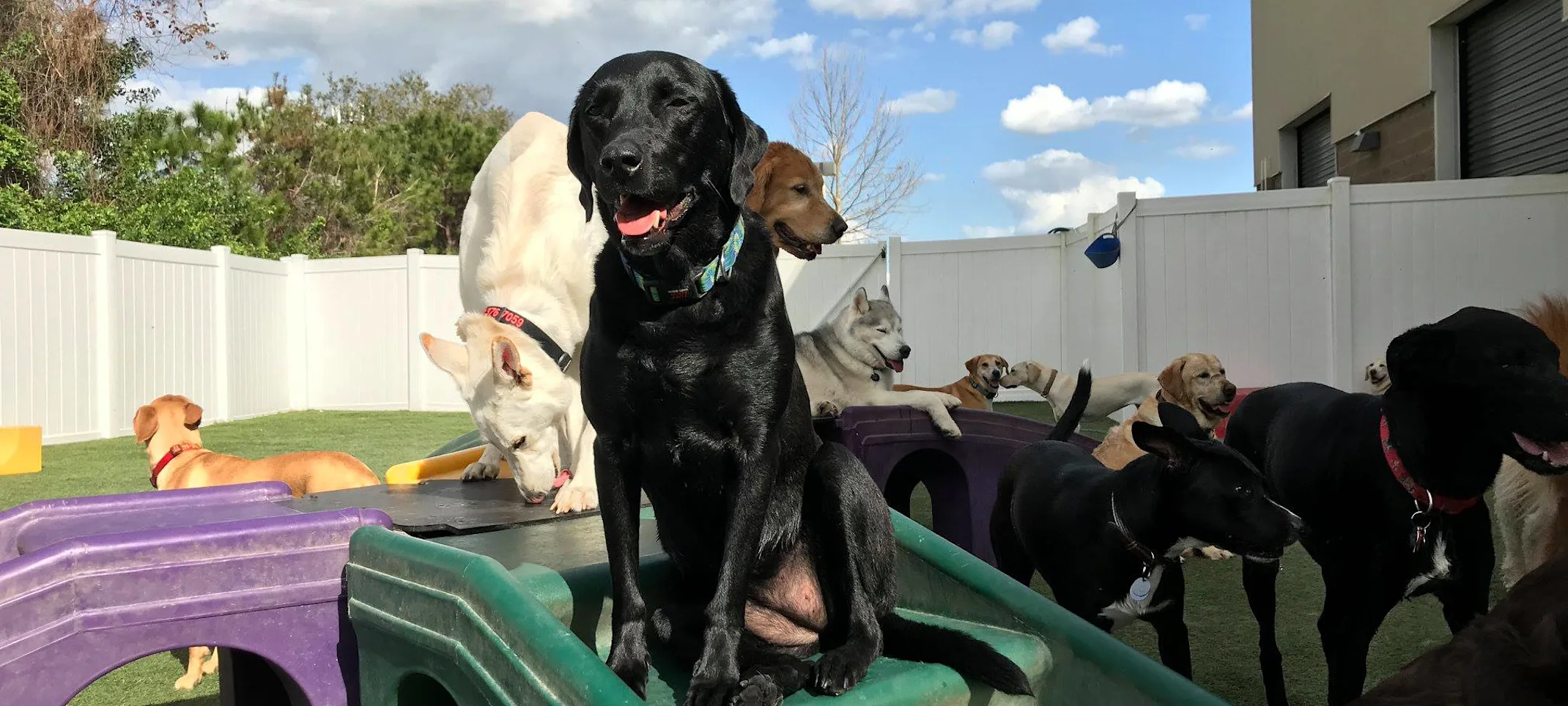 Dogs playing on slide Dogs playing on slide