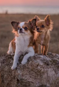Two Small Dogs Sitting on a Rock in the Desert