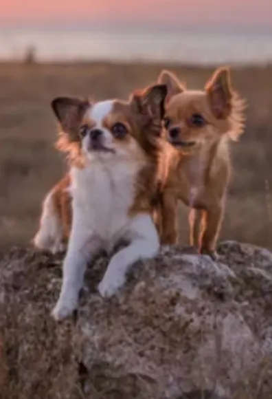 Two Small Dogs Sitting on a Rock in the Desert Two Small Dogs Sitting on a Rock in the Desert