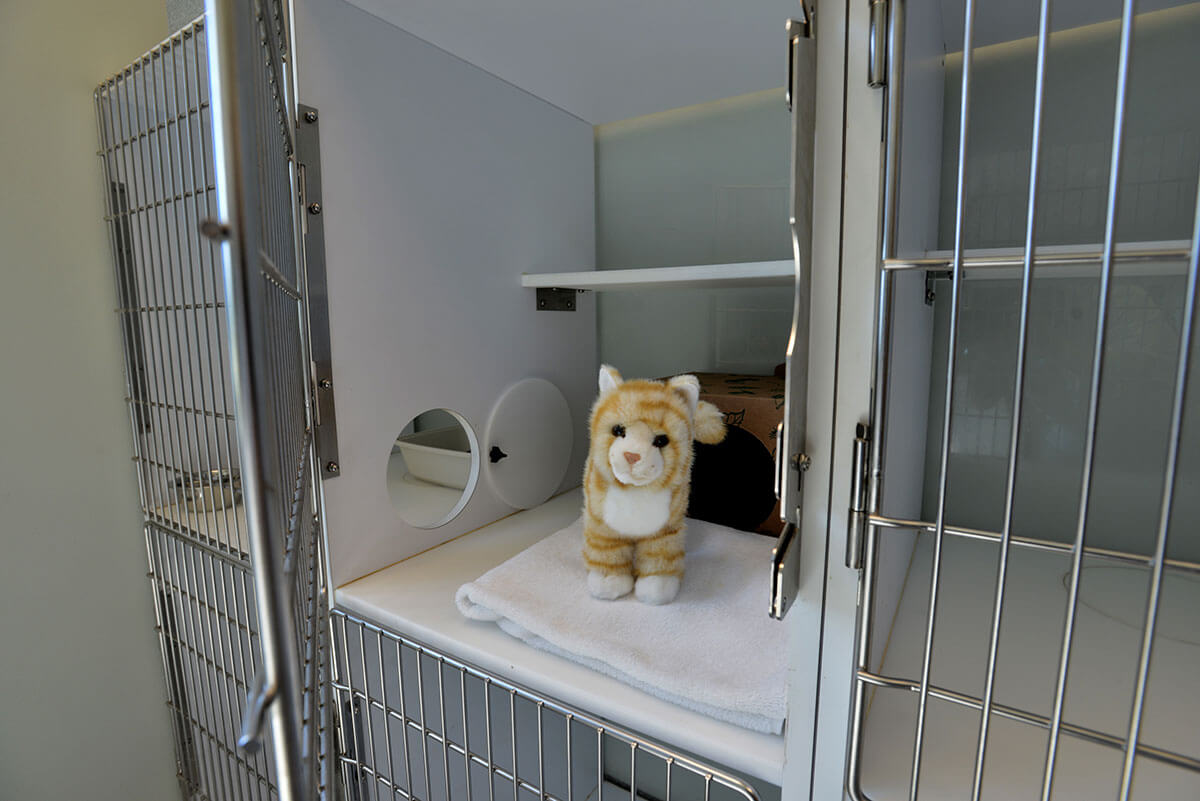 Feline Boarding Suites