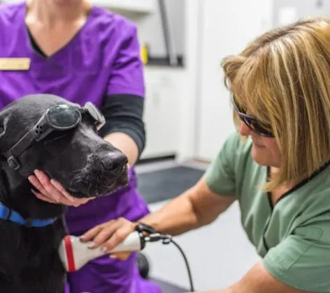 Jake receiving laser treatment post leg amputation Jake receiving laser treatment post leg amputation