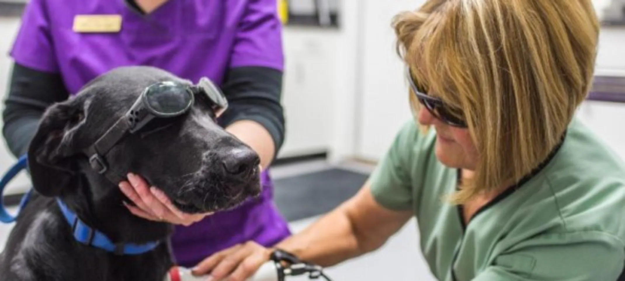 Jake receiving laser treatment post leg amputation Jake receiving laser treatment post leg amputation