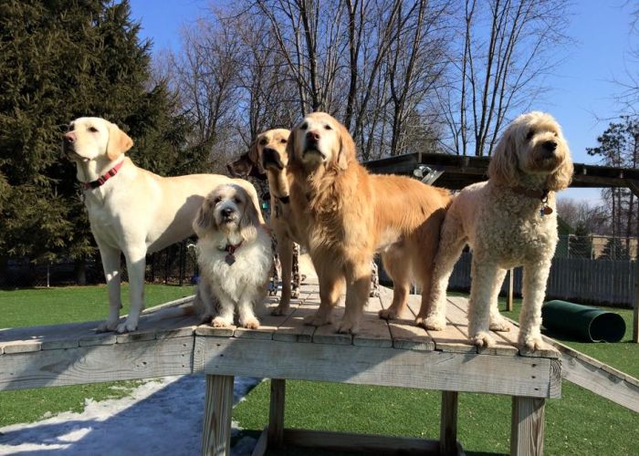 dogs in daycare 