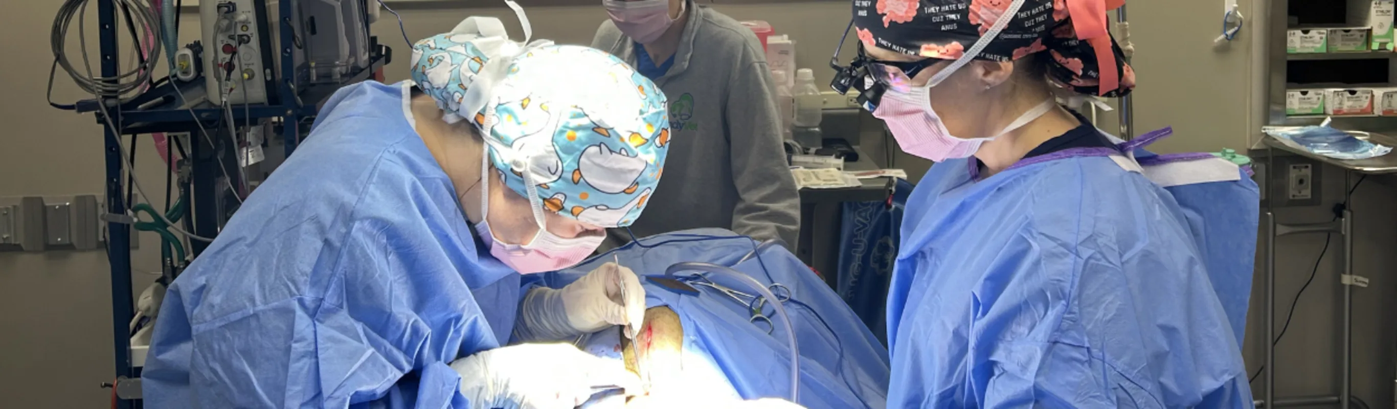 Three veterinarians performing a procedure Three veterinarians performing a procedure