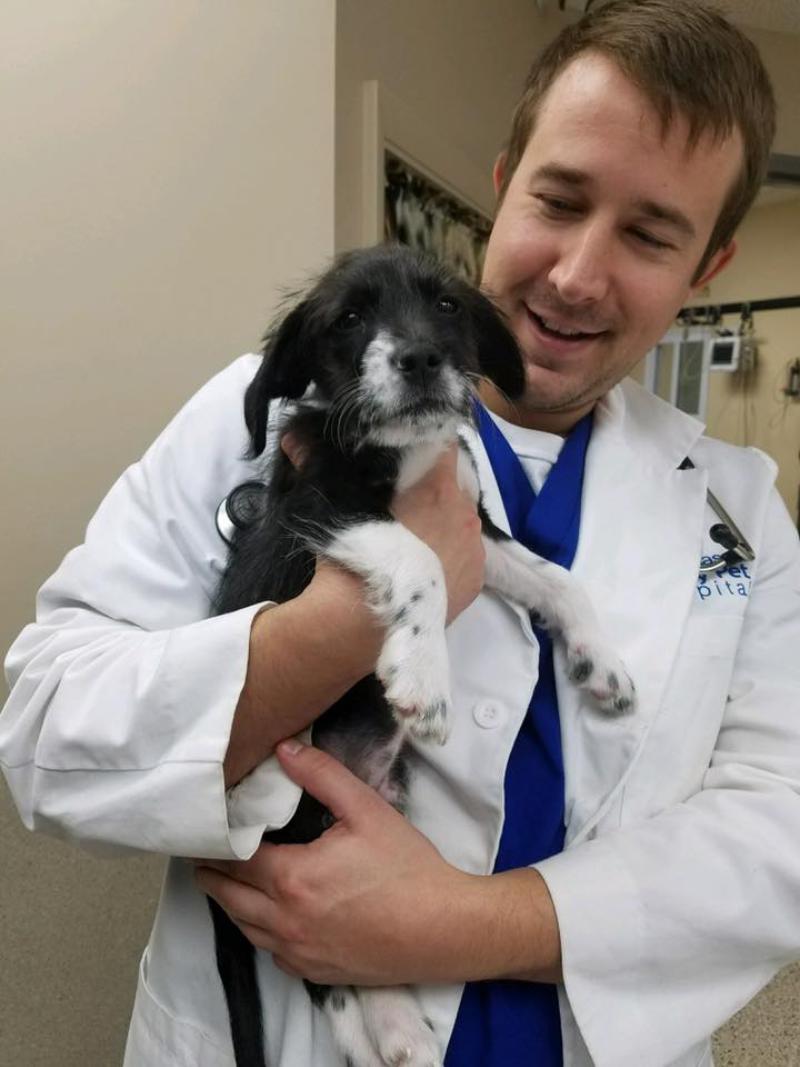 Dog being held by doctor