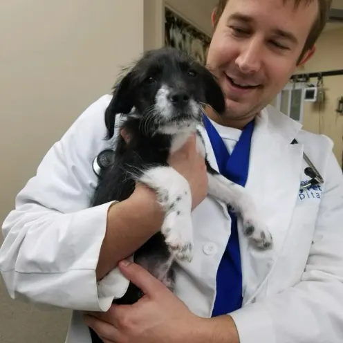 Dog being held by doctor