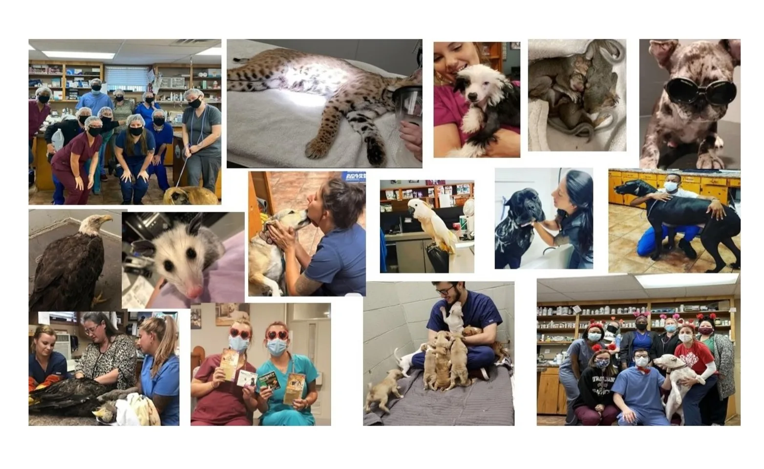 North State Animal & Bird Hospital Staff Collage Photo North State Animal & Bird Hospital Staff Collage Photo