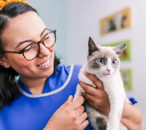 Woman Smiling and Examining Small White & Gray Cat Woman Smiling and Examining Small White & Gray Cat