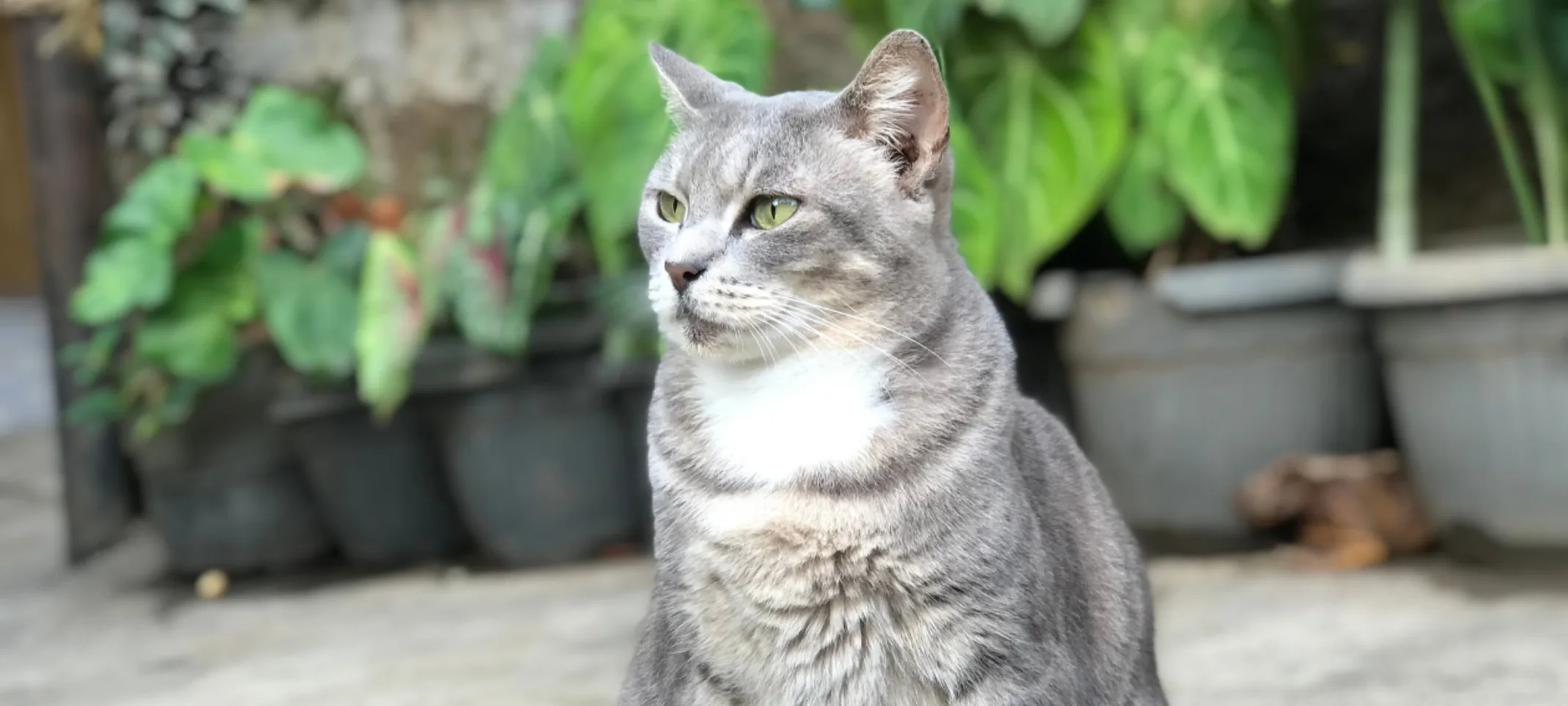 Gray Cat Sitting in Front of Plants Gray Cat Sitting in Front of Plants