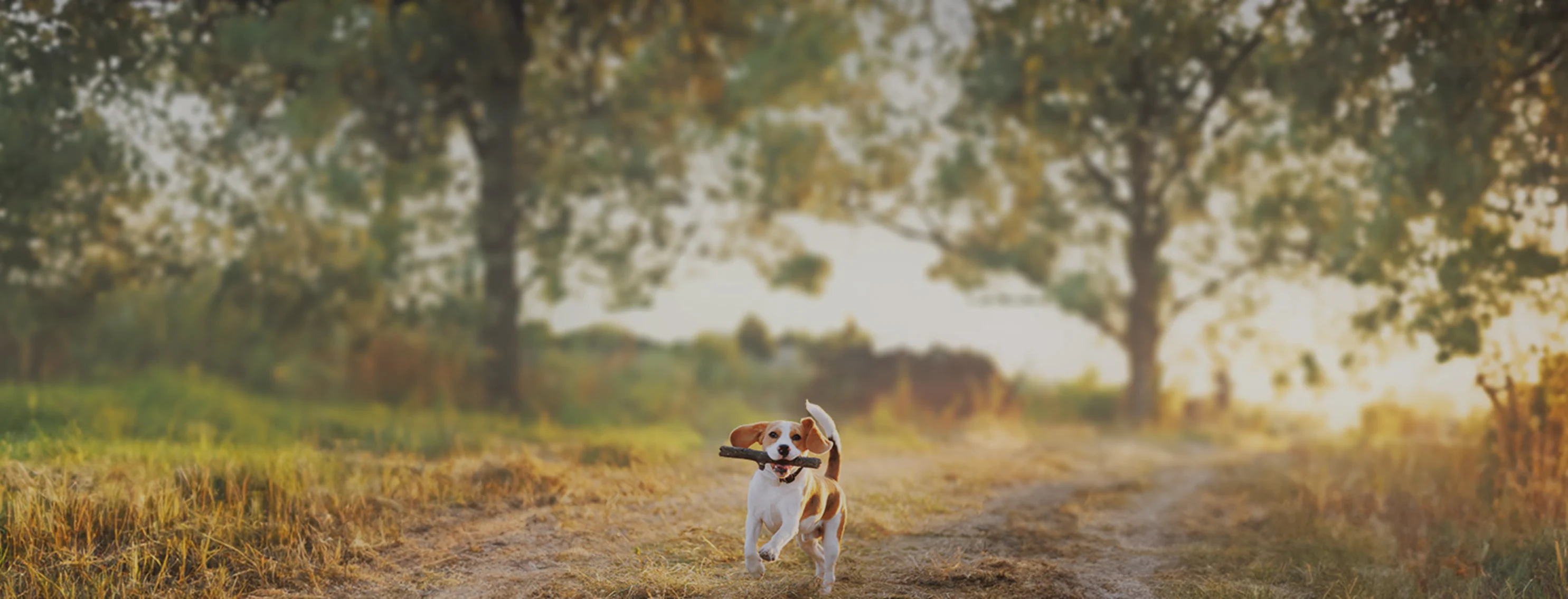 A beagle running through a rural field with a stick in its mouth