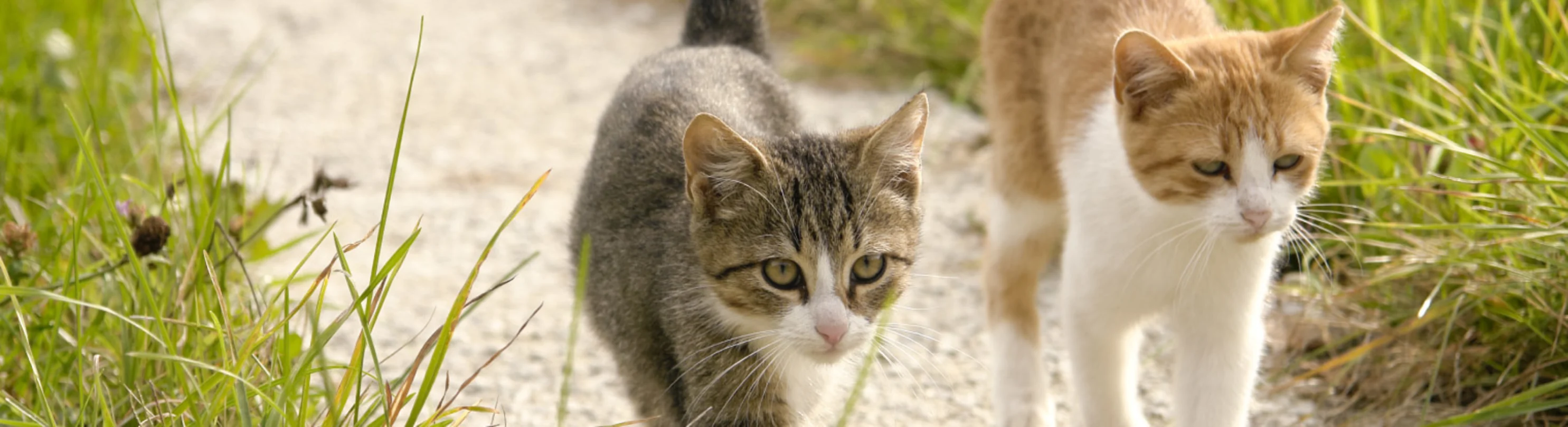 Two cats walking outside