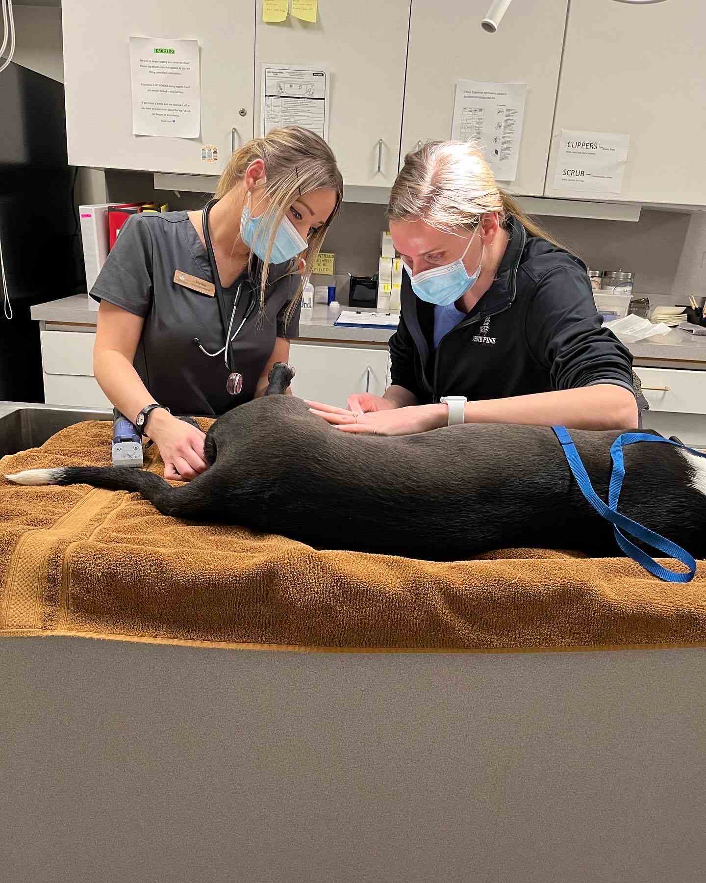 Veterinarians checking dog on table.