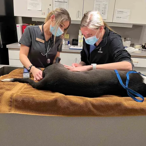 Veterinarians checking dog on table.