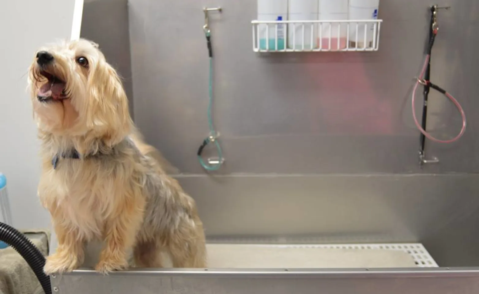 A dog named Murphy getting ready for a bath