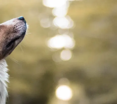 Dog with head out of car window