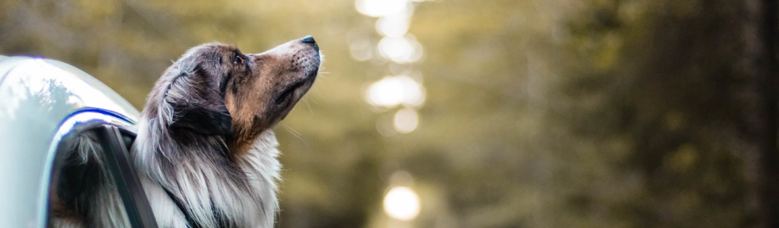 Dog with head out of car window