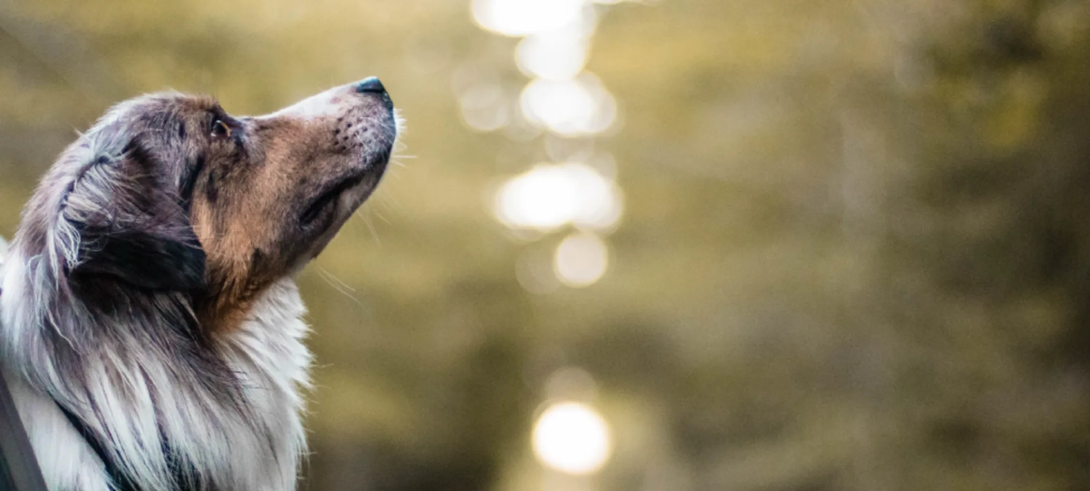 Dog with head out of car window