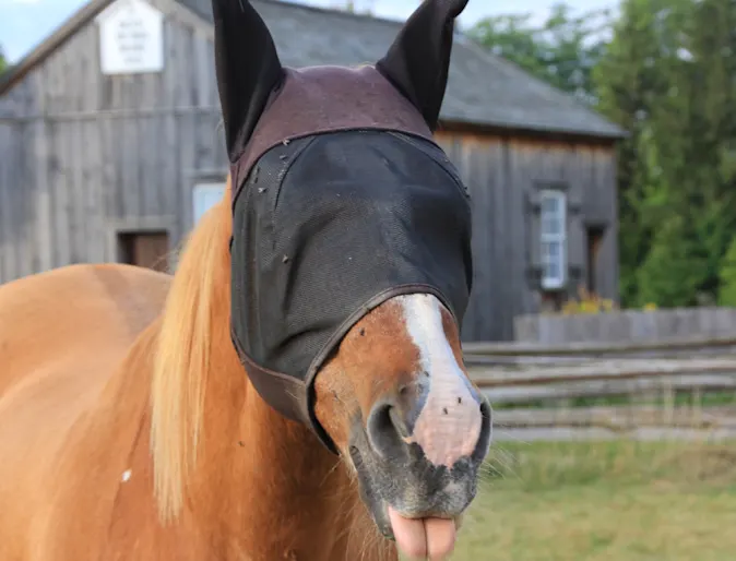 Horse Fly Mask Eye Covering