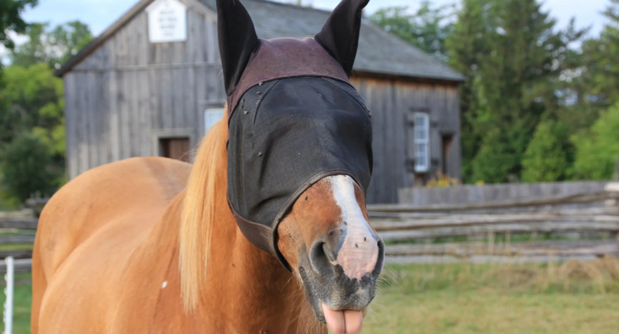 Horse Fly Mask Eye Covering